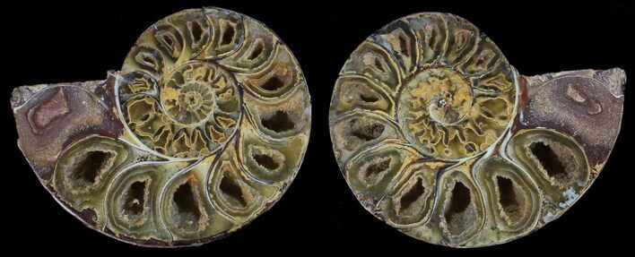 Cut & Polished, Agatized Ammonite Fossil - Jurassic #53817